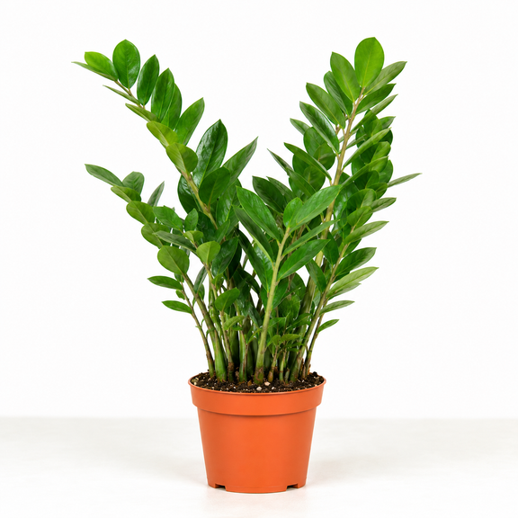ZZ Plant In 6 inch nursery Pot | Easy Care & Low Light Tolerant Houseplant | All About Planties
