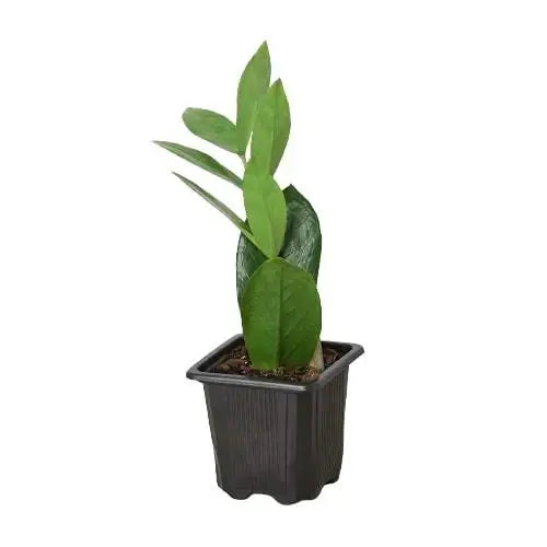 ZZ plant in a nursery pot