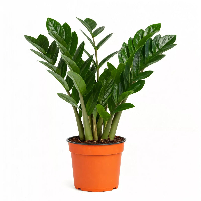 ZZ Plant In nursery Pot | Houseplant | All About Planties