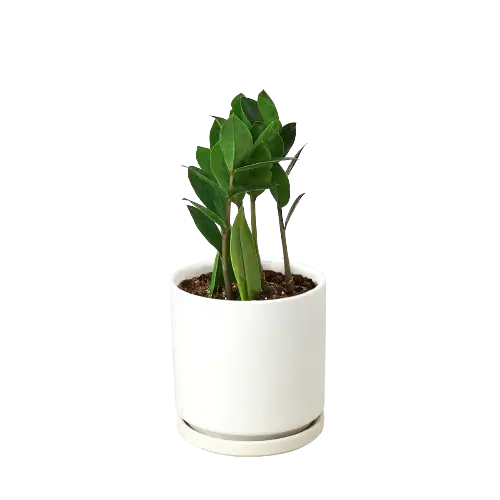 ZZ plant in a white rounded pot