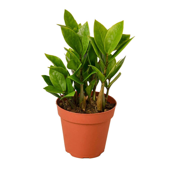 Live ZZ plant in 4 inch nursery pot for delivery at All About Planties