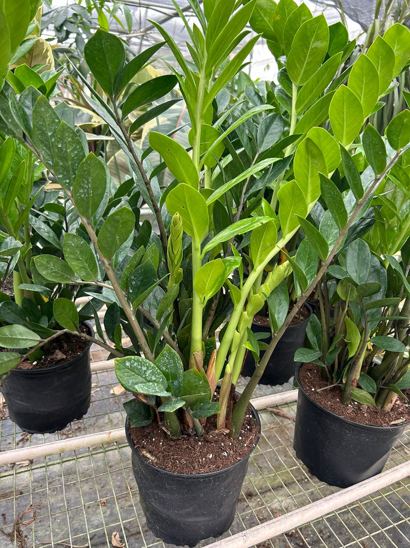 Multiples ZZ plants black pot nursery