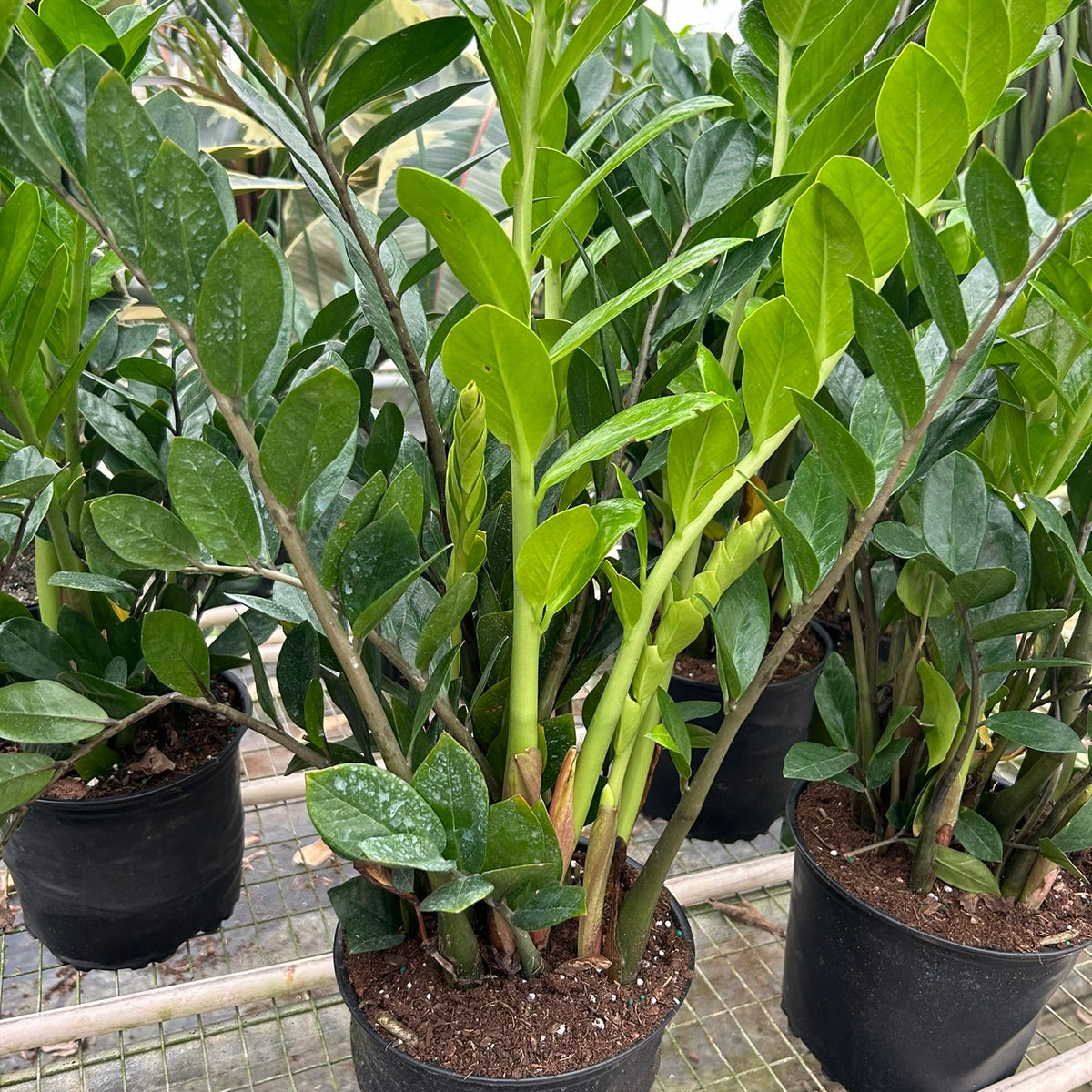 Multiples ZZ plants in 8 inch black nursery pots at All About Planties