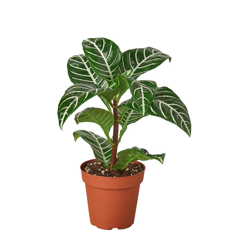 Zebra Plant in 4 inch orange nursery pot - Tropical houseplant with striped foliage for sale