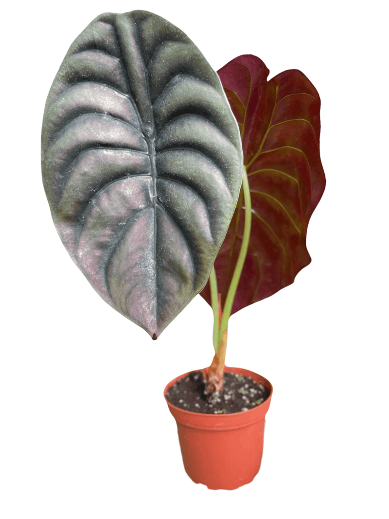 Alocasia Cuprea 'Red Secret' Plants at All About Planties