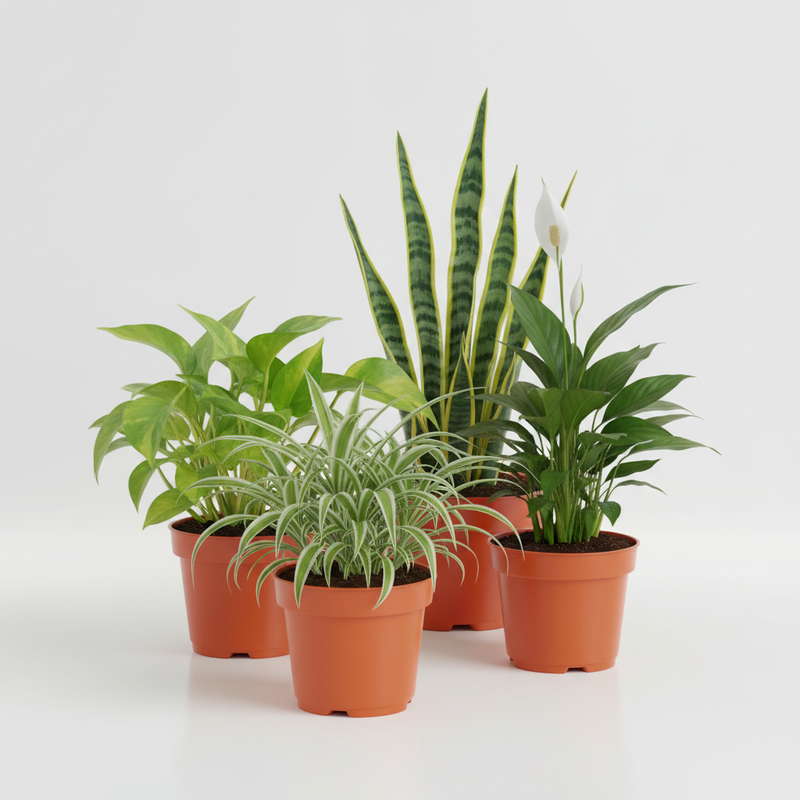 Air Purifying Plant Bundle - 4 plants hero - square format