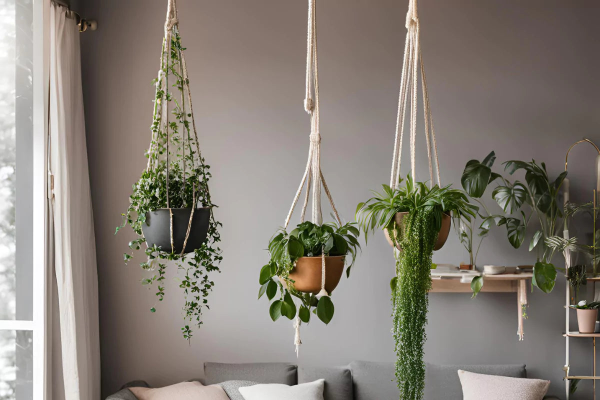 Three Hanging Plants in a cozy place | All About Planties 