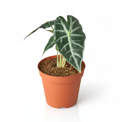 Alocasia Bambino plant with shield-shaped leaves and white veins in orange pot on white background