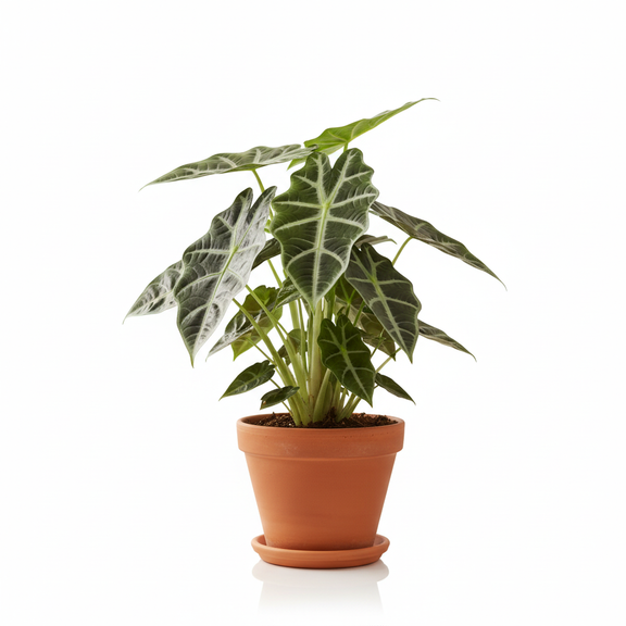 Alocasia Amazonica Bambino compact tropical plant in 6-inch orange nursery pot