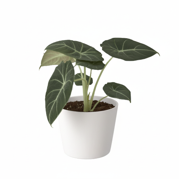 Alocasia Black Velvet in white 4 inch pot - easy care tropical houseplant with heart shaped leaves