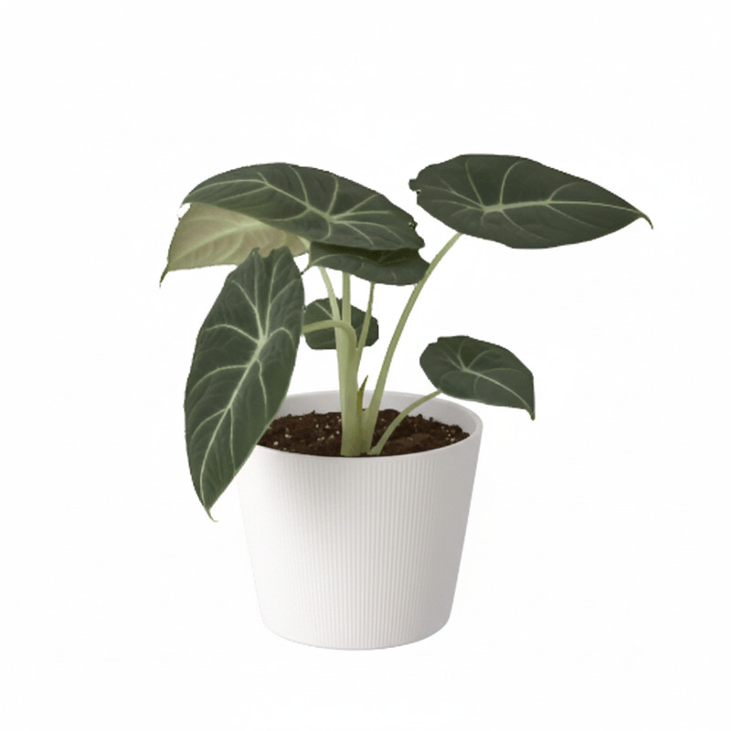Alocasia Black Velvet in white 4 inch pot - easy care tropical houseplant with heart shaped leaves