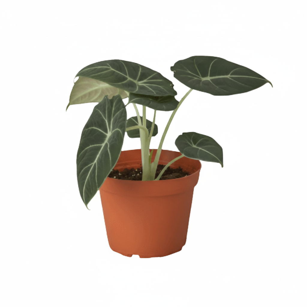 Alocasia Black Velvet plant in terracotta pot - dark green velvety leaves with white veins houseplant