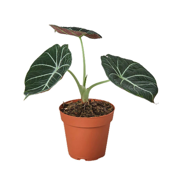 Alocasia Reginula 'Black Velvet' plant in a terracotta pot with deep black leaves and silver veins.