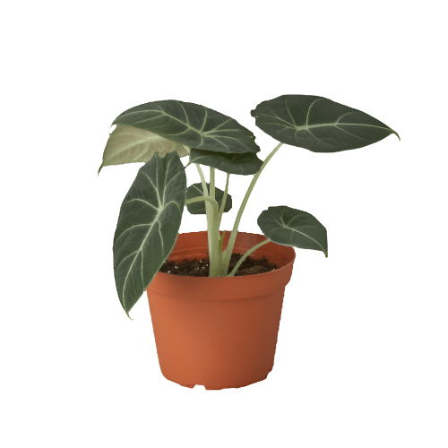 alocasia-black-velvet 6inch pot