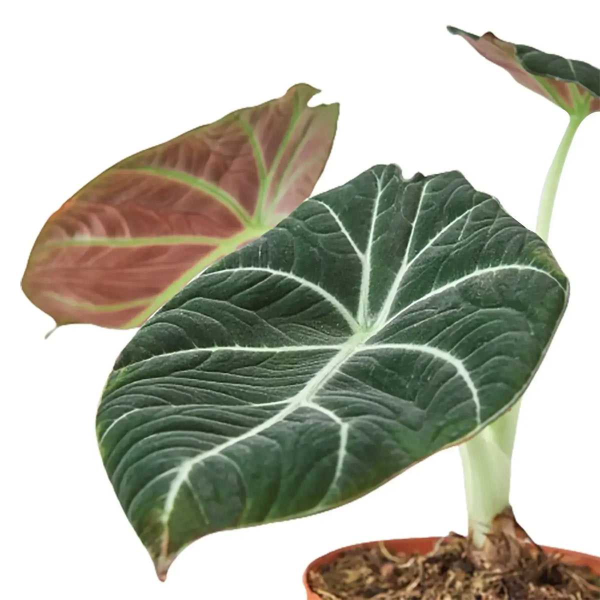 Alocasia Black Velvet leaf close up - velvety texture with white veining detail