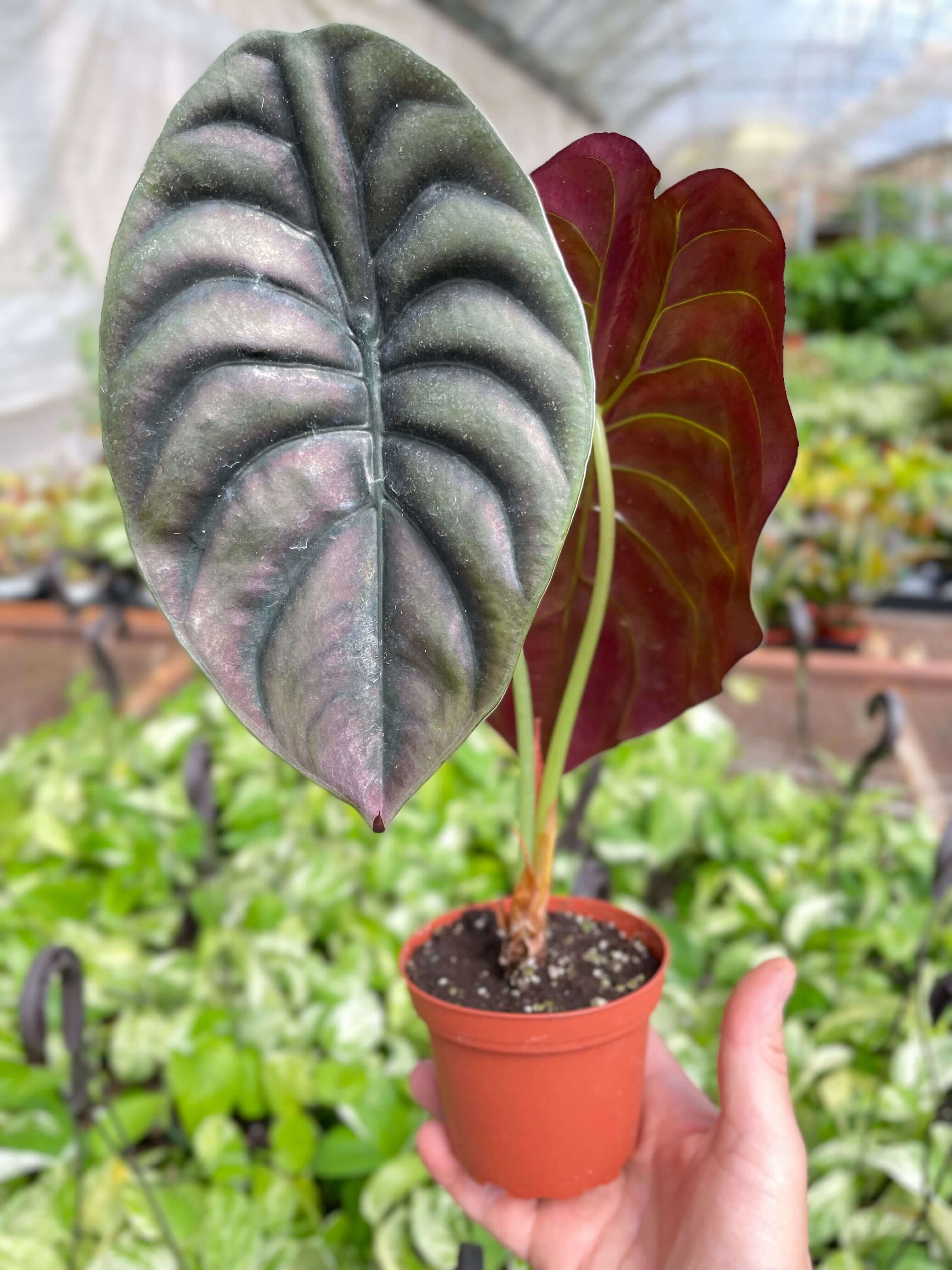 Alocasia Cuprea 'Red Secret' - Rare Metallic Red Jewel Alocasia