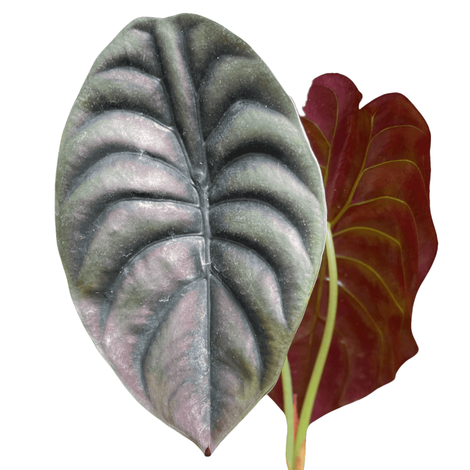 Alocasia Cuprea 'Red Secret' | Exotic Foliage Plants – All About Planties