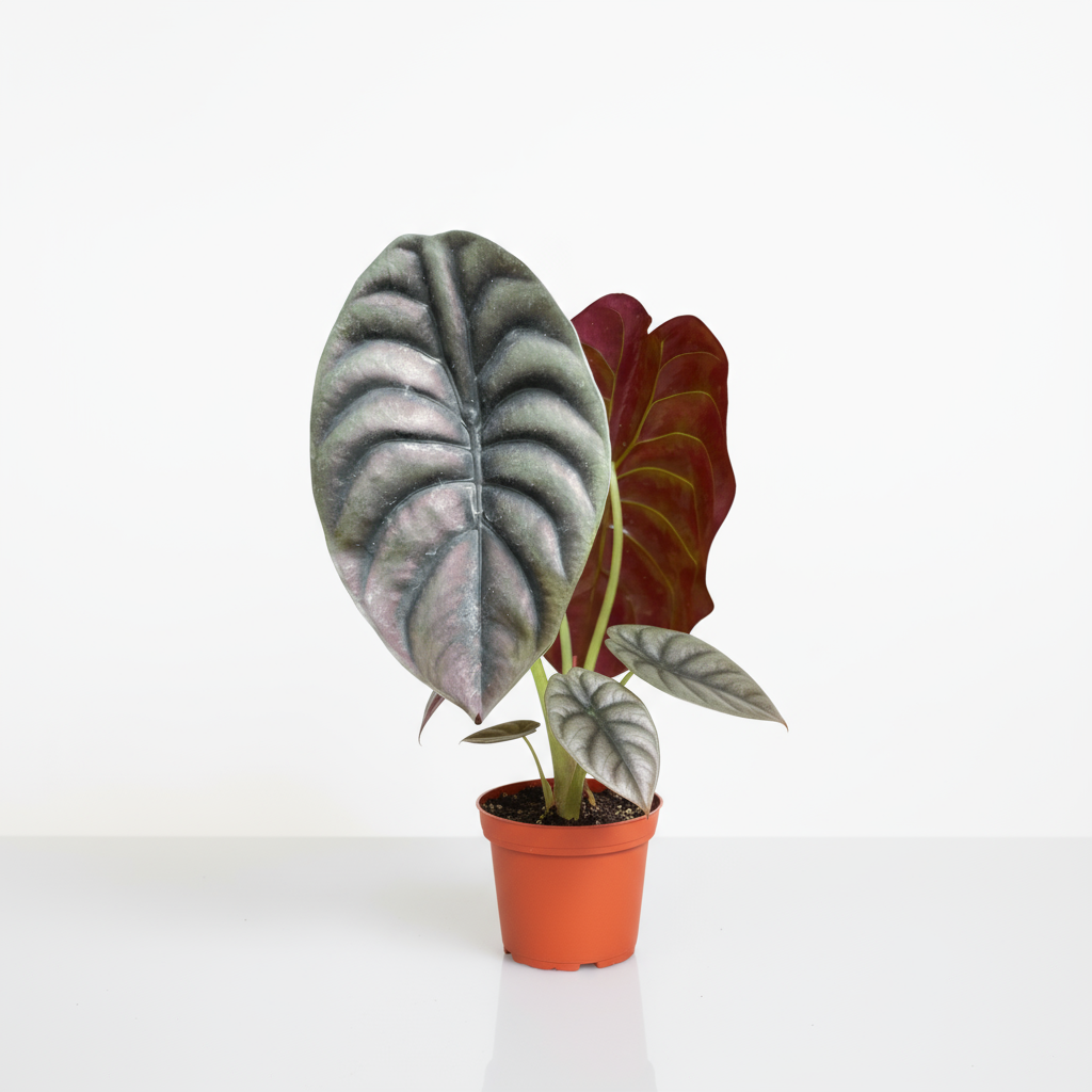 Alocasia Cuprea Red Secret  in a nursery pot available at All About Planties™.