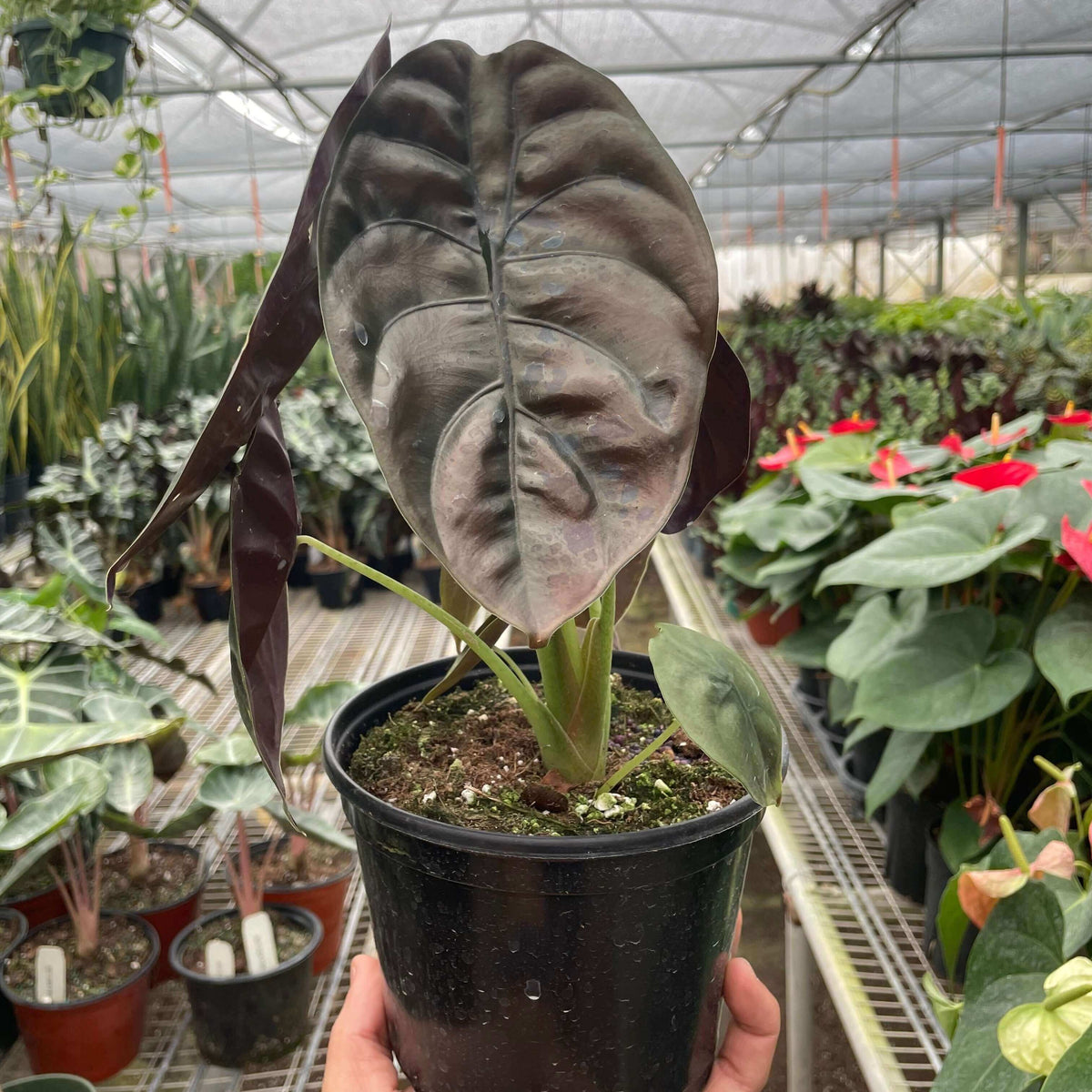Alocasia Cuprea 'Red Secret' Plants at All About Planties