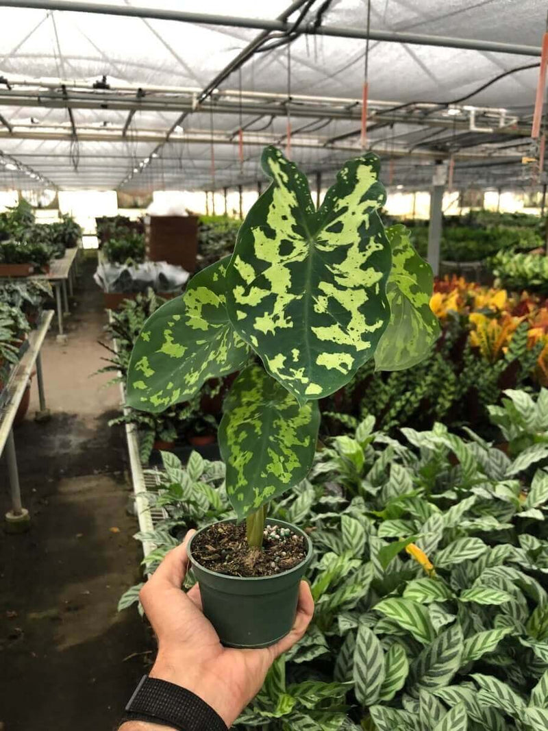 Alocasia 'Hilo Beauty' - Indoor Plants | Care Tips: [Brief care tip] | Keywords: [relevant keywords]