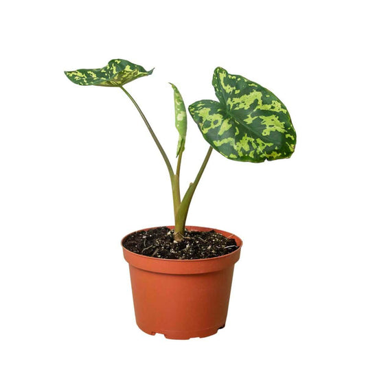 Alocasia 'Hilo Beauty' - Indoor Plants | Care Tips: Cold Sensitive| Keywords: Rare Plant