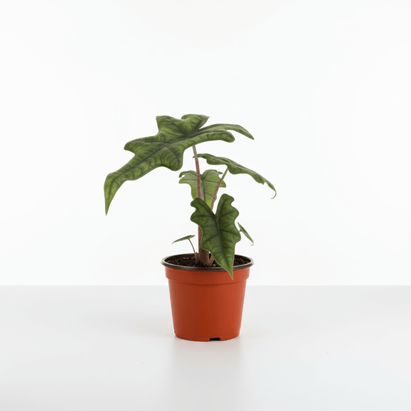Alocasia Jacklyn Houseplant for delivery - available at All About Planties™.
