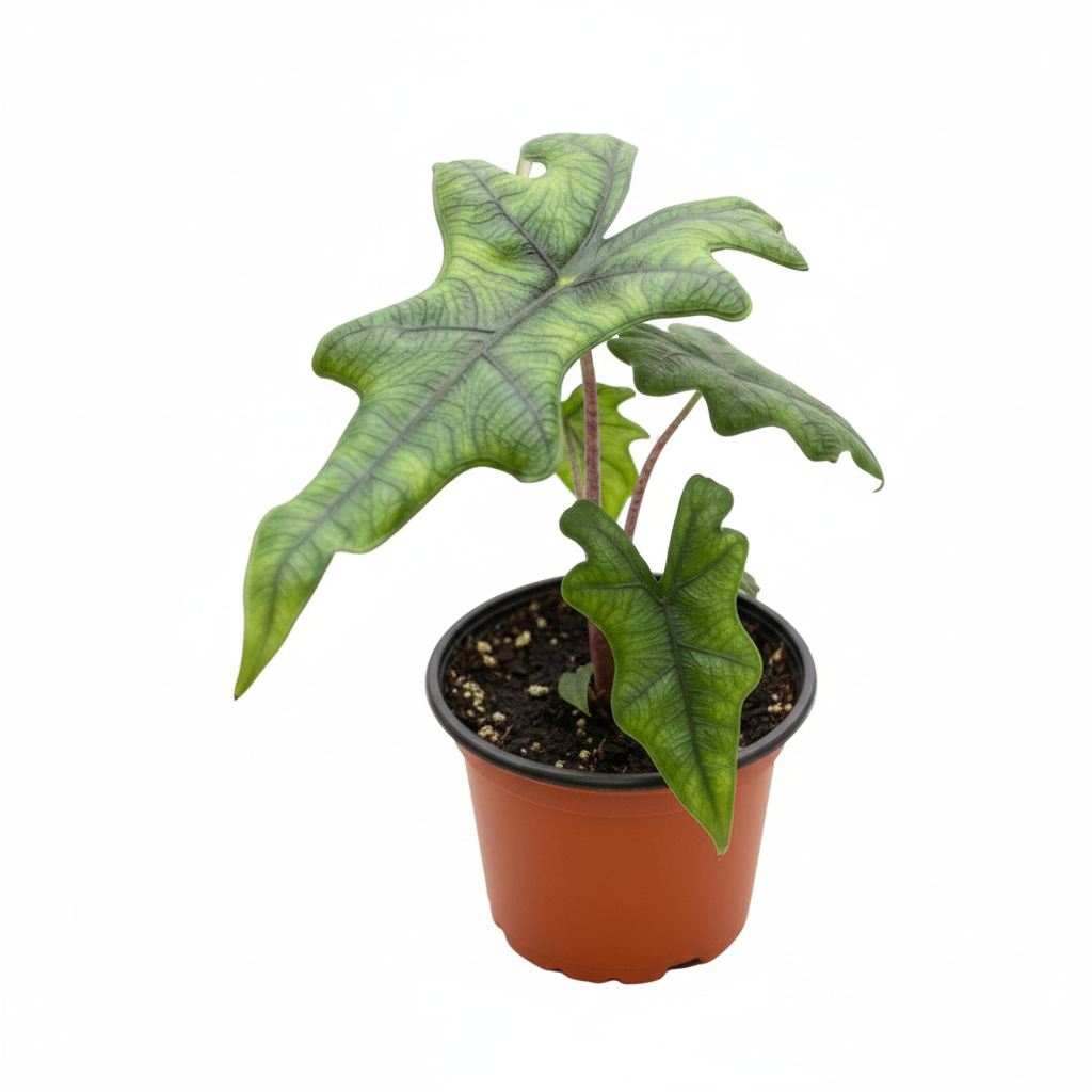 Alocasia Jacklyn Rare Indoor Plant available at All About Planties™.