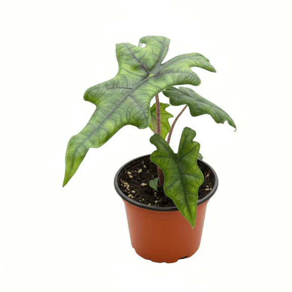 Alocasia Jacklyn Rare Indoor Plant available at All About Planties™.