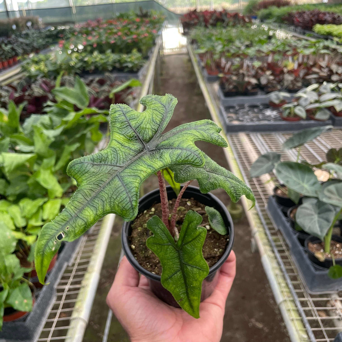 Alocasia Jacklyn plant with textured green leaves in a nursery setting from All About Planties™