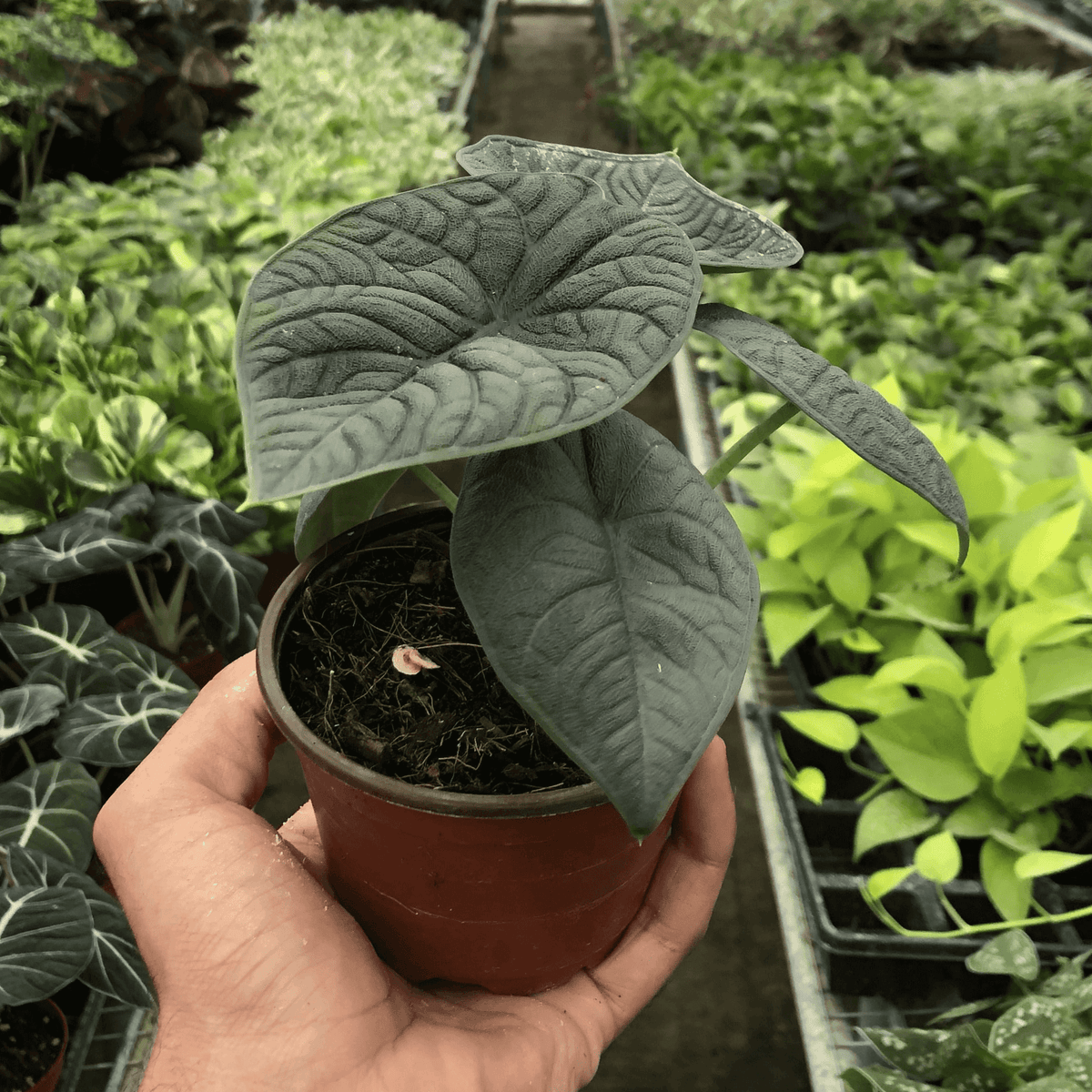 Alocasia Melo