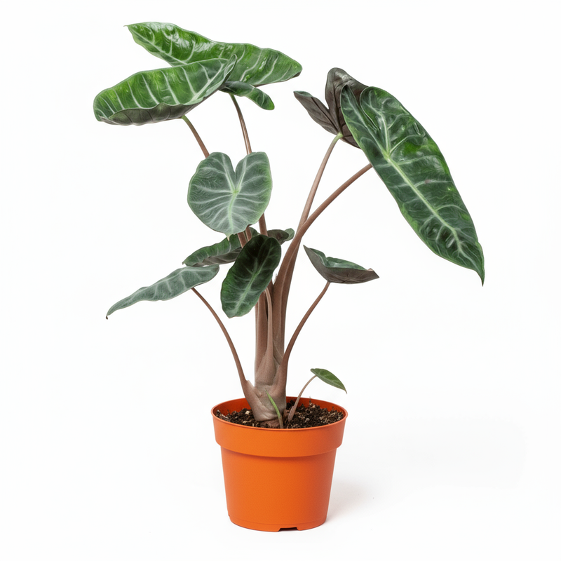Alocasia Pink Dragon Indoor plant – from All About Planties™.