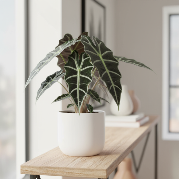 Alocasia Polly African Mask in a white pot for delivery available at All About Planties™.
