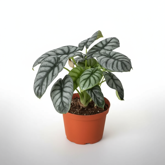Alocasia Silver Dragon Houseplant for Delivery available at All About Planties™.