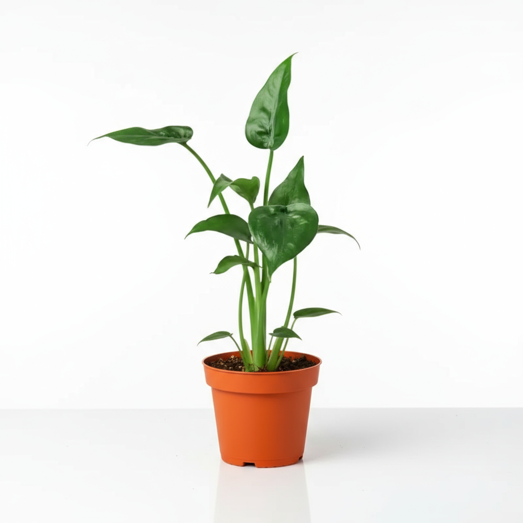 Alocasia Tiny Dancer live plant for delivery available at All About Planties™.