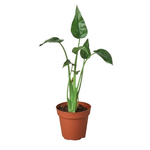 alocasia-tiny-dancer plant easy care