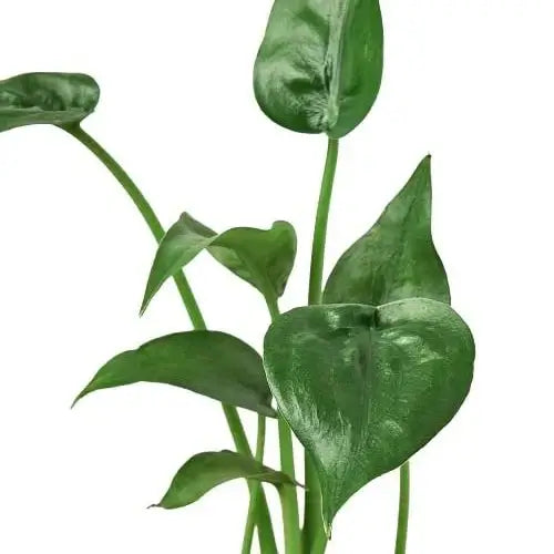 alocasia-tiny-dancer plant leaves close up