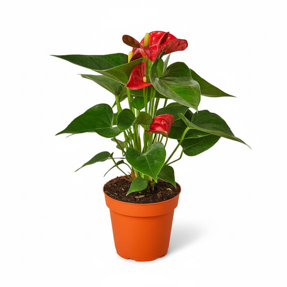 Lush Anthurium andraeanum with red heart-shaped flowers in orange 4inch nuersery pot by All About Planties
