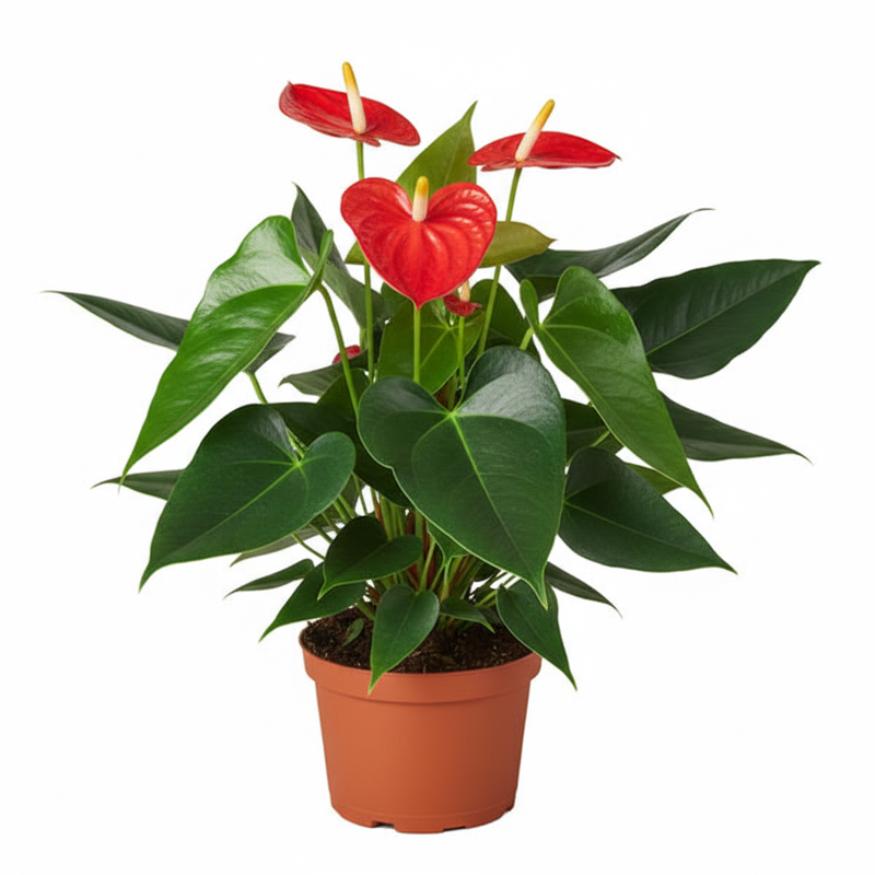 Anthurium Red flowering houseplant in 6-inch orange nursery pot with glossy heart-shaped leaves and vibrant red blooms
