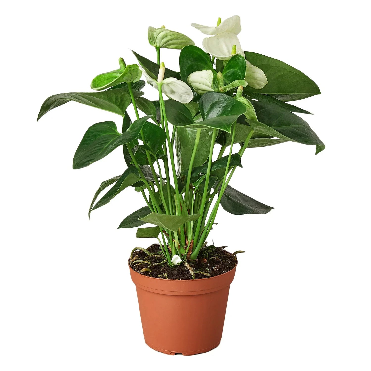 anthurium-white indoor plant