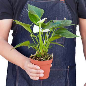 person holding a anthurium-white indoor plant