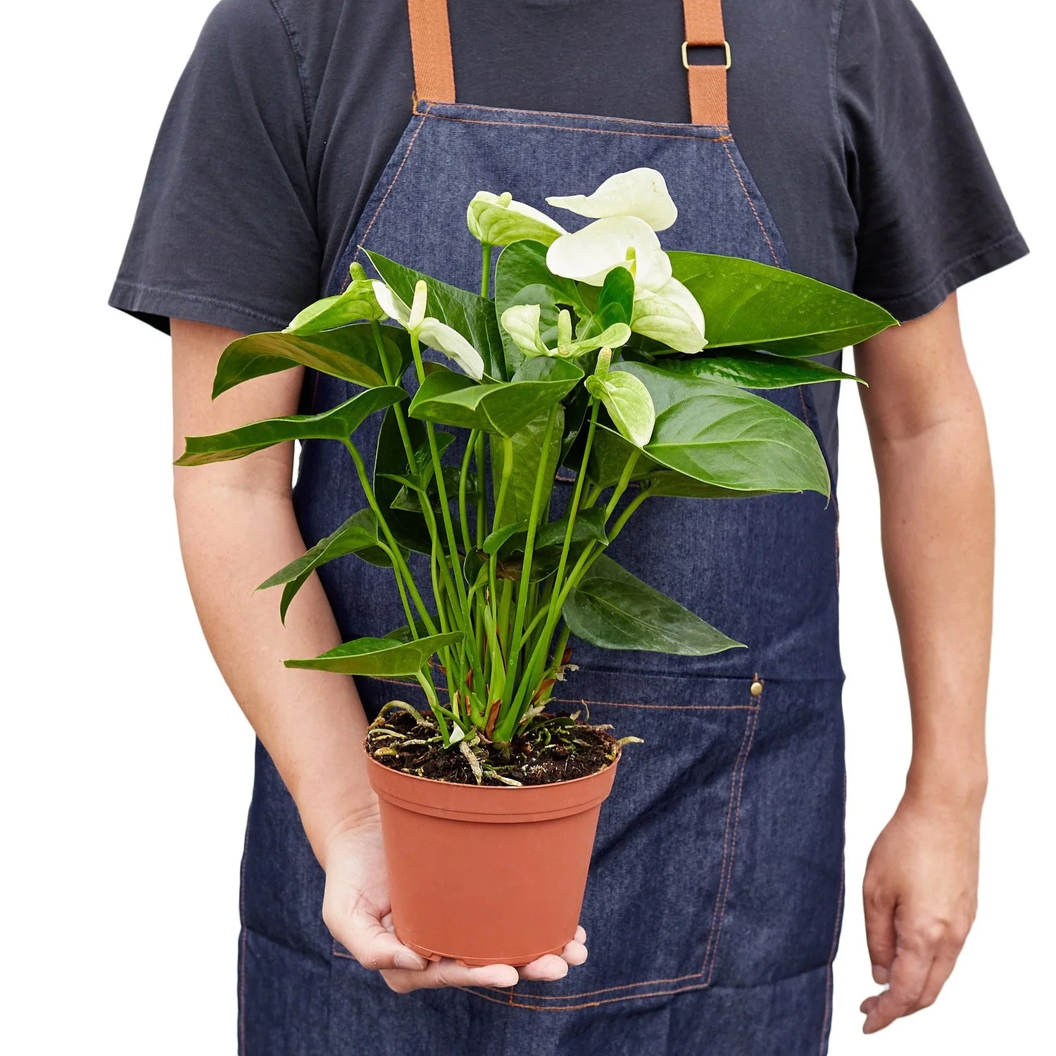 person holding a anthurium-white indoor plant 6inch pot