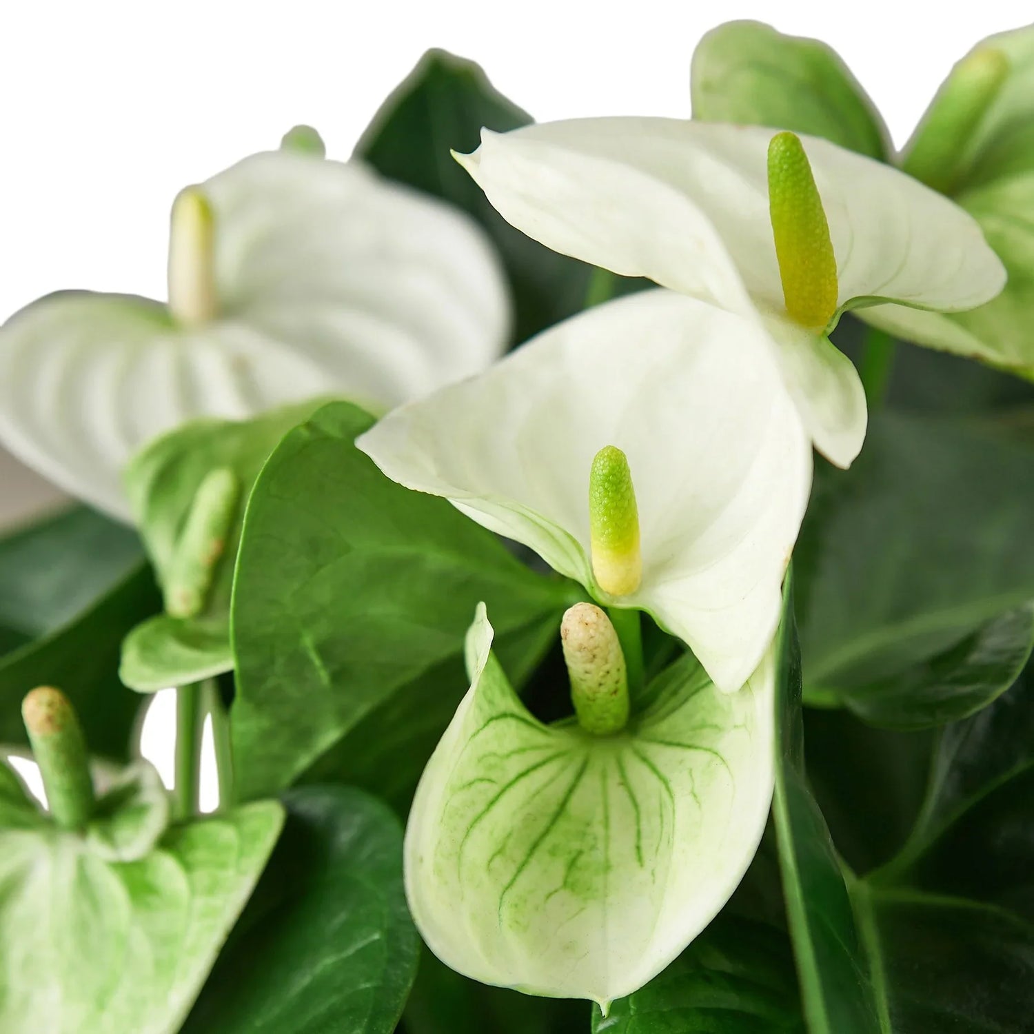 anthurium-white indoor plant leaves detail