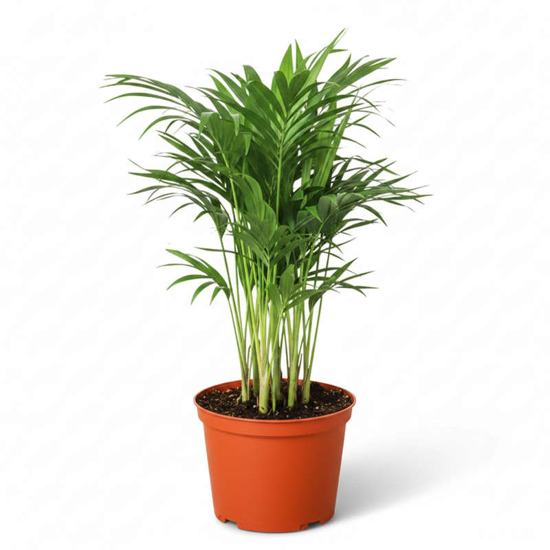 A potted Areca Palm plant with green leaves in an orange pot