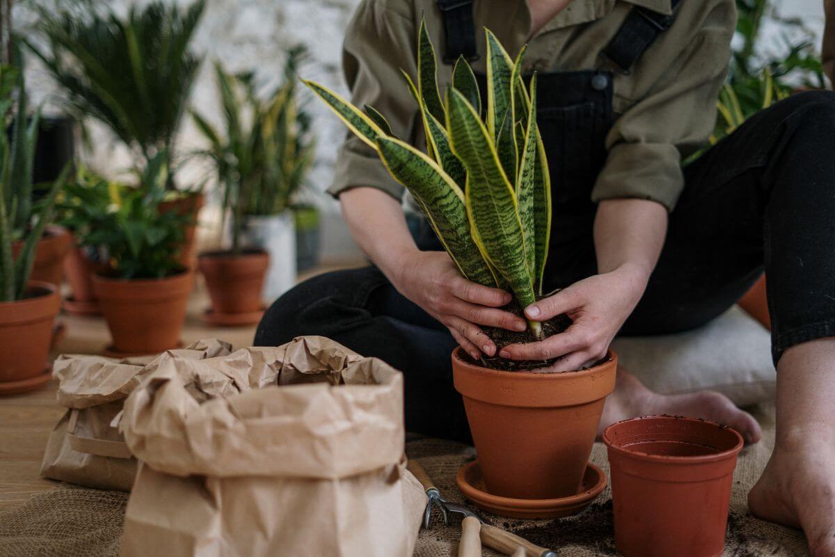 Person arranging a snake plant in a clay pot surrounded by other potted plants and gardening supplies