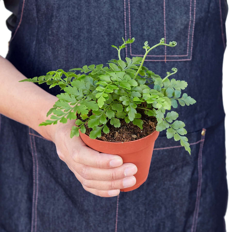 person holding a austral gem fern plant