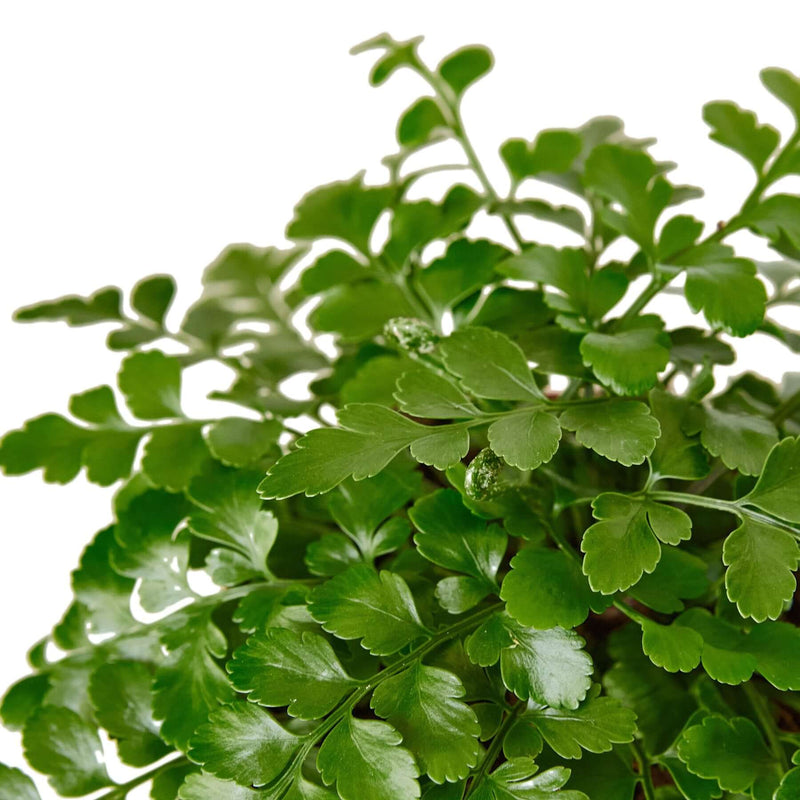 Close-up of austral gem fern