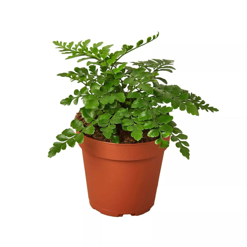 Potted plant with green leaves on a white background
