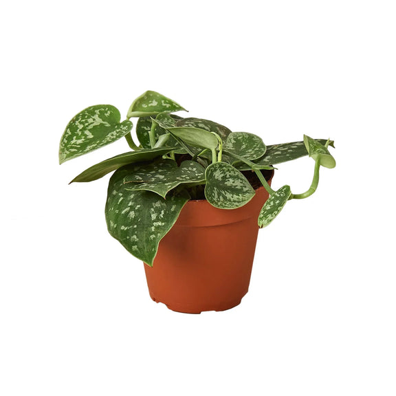 Pothos 'Satin' Plant