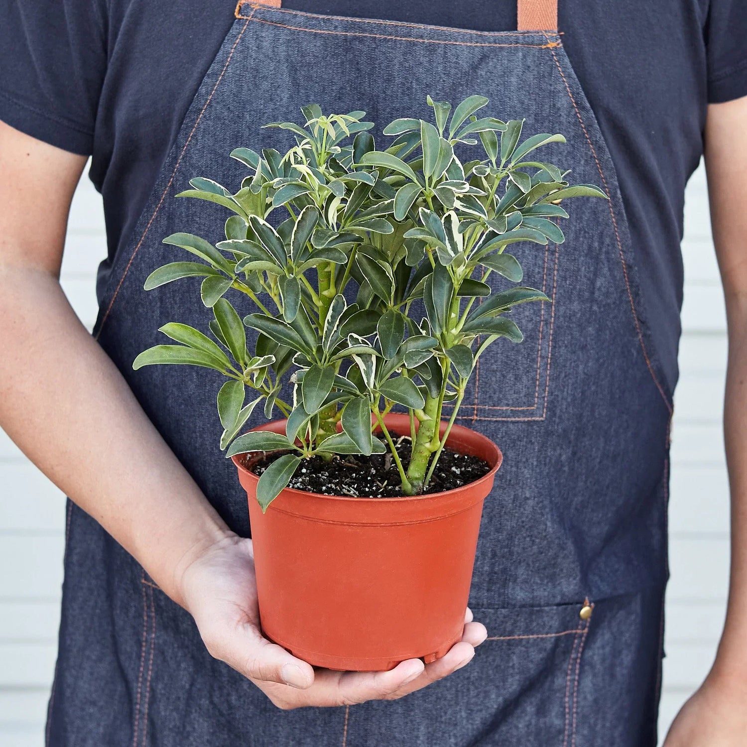 Schefflera Moonlight 'Umbrella Plant' Indoor Plant at All About Planties