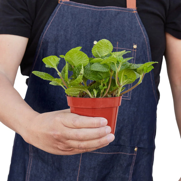 person holding a pilea crinkle plant